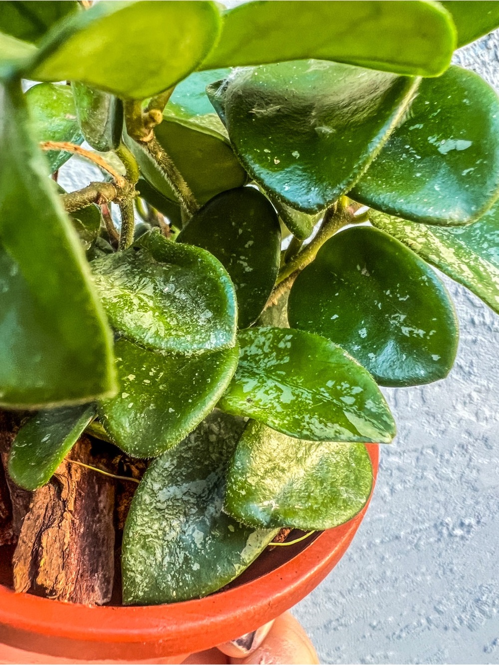 Hoya Mathilde Splash Hanging Plant Wax Plant / Rooted Hanging Vine - Picture 3 of 3